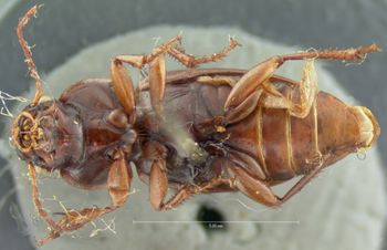 Media type: image;   Entomology 5885 Aspect: habitus ventral view
